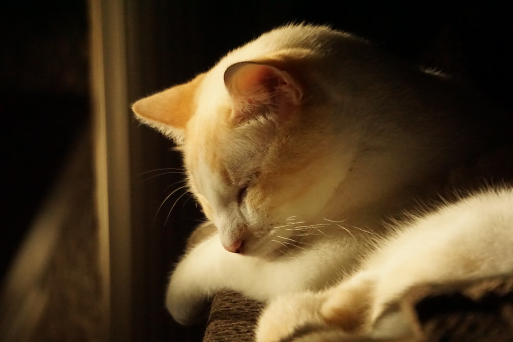 a cat lying on a blanket