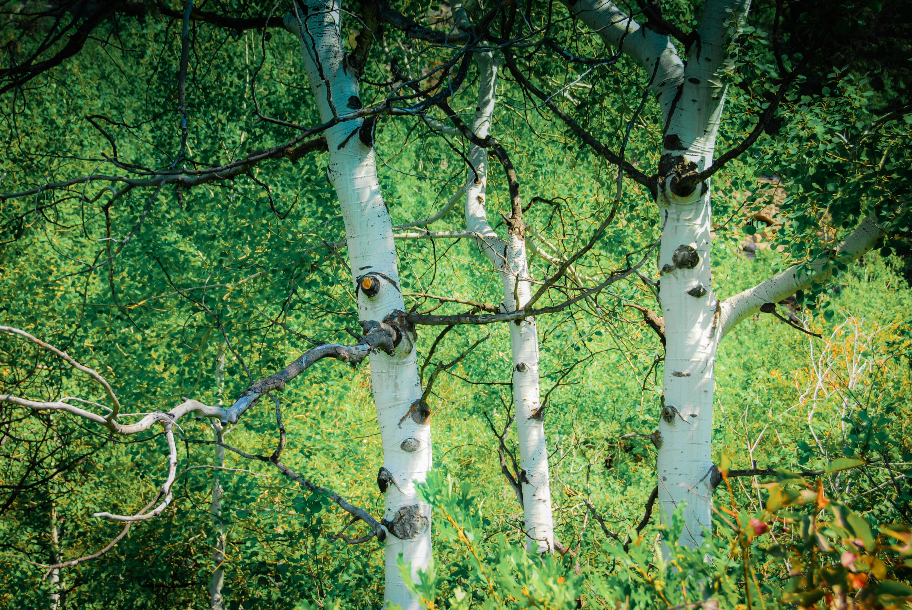a group of trees with white bark