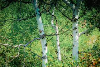steamboat springs doula