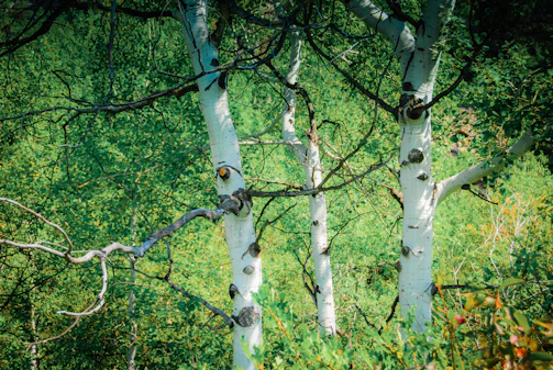 steamboat springs doula