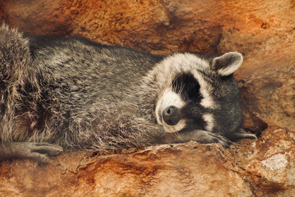 a raccoon lying on a rock