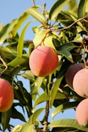 a tree with fruit growing on it
