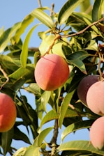 a tree with fruit growing on it