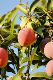a tree with fruit growing on it