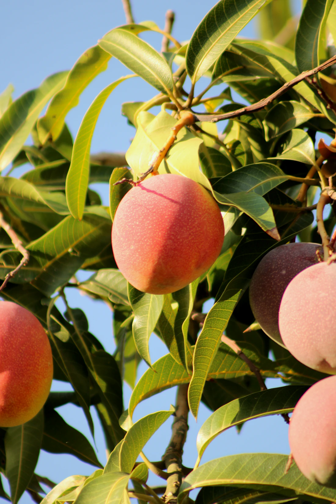 Sapori ed esperienze – Penisola dello Yucatán