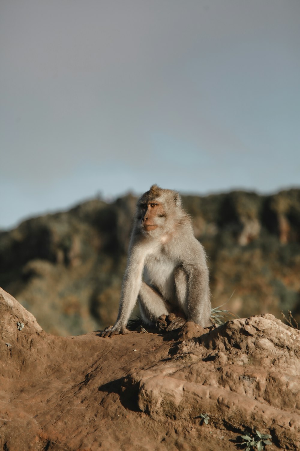 岩の上に座っている猿