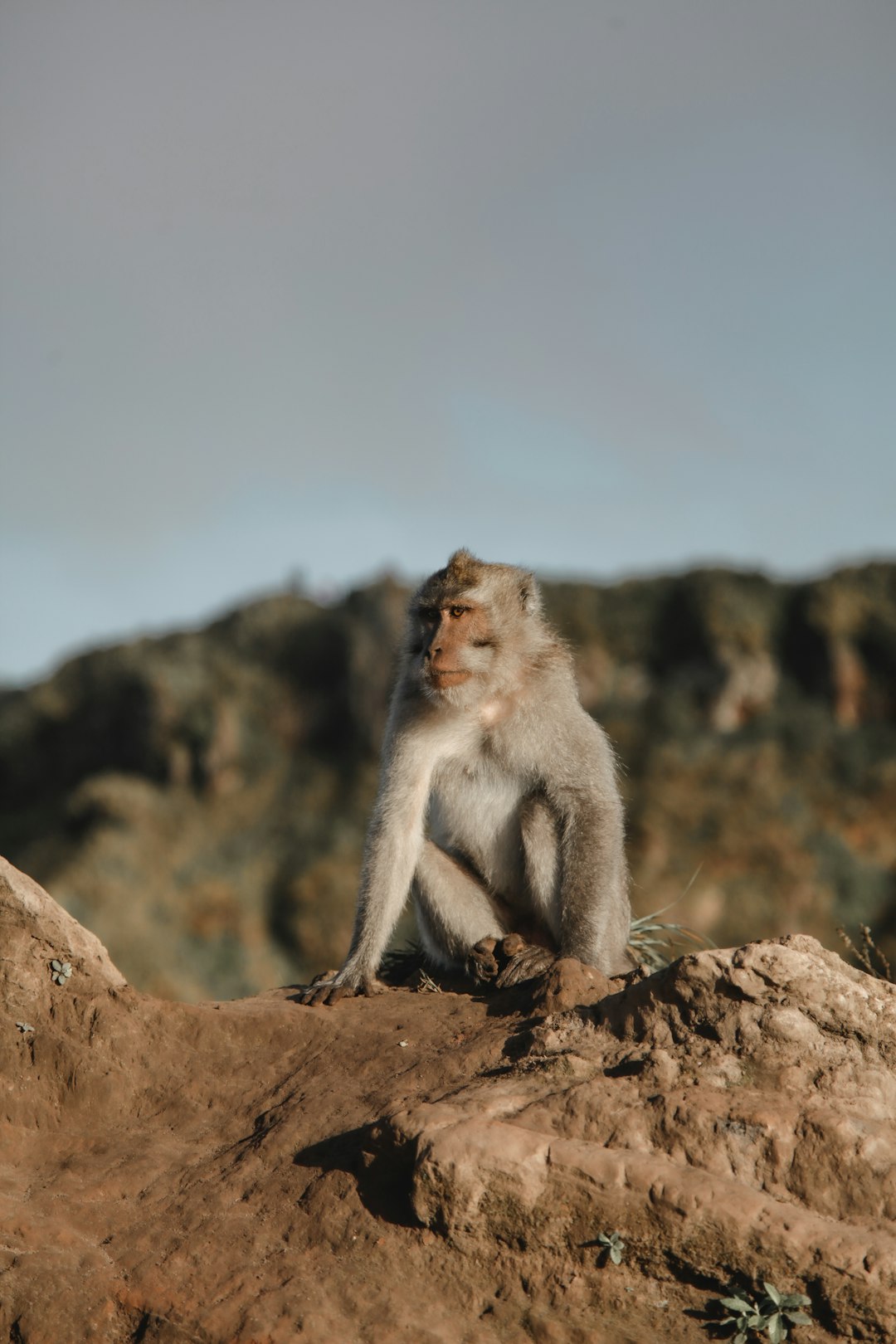 Wildlife photo spot Mount Batur Badung