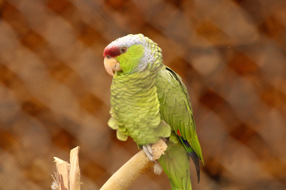 a green parrot on a branch