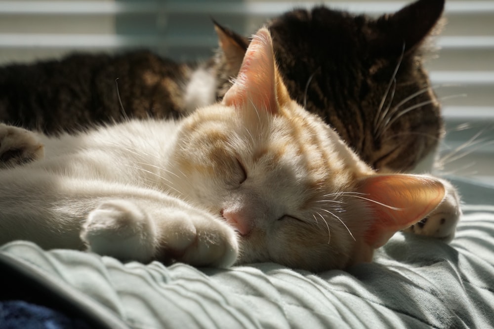 two cats cuddling on a blanket