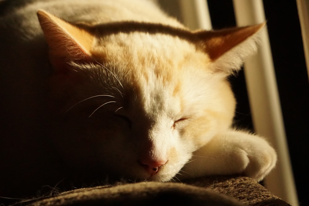 a cat sleeping on a chair