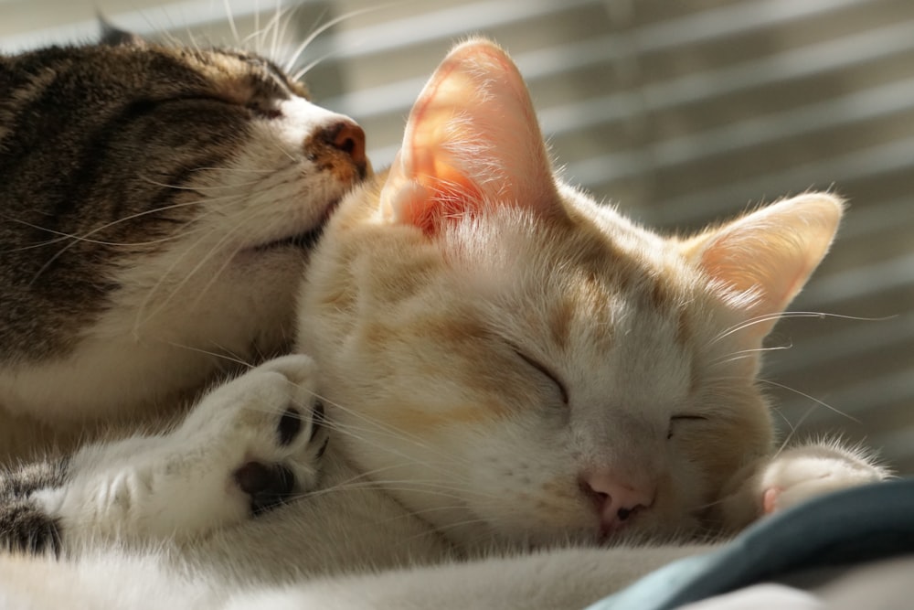 眠っている猫のカップル