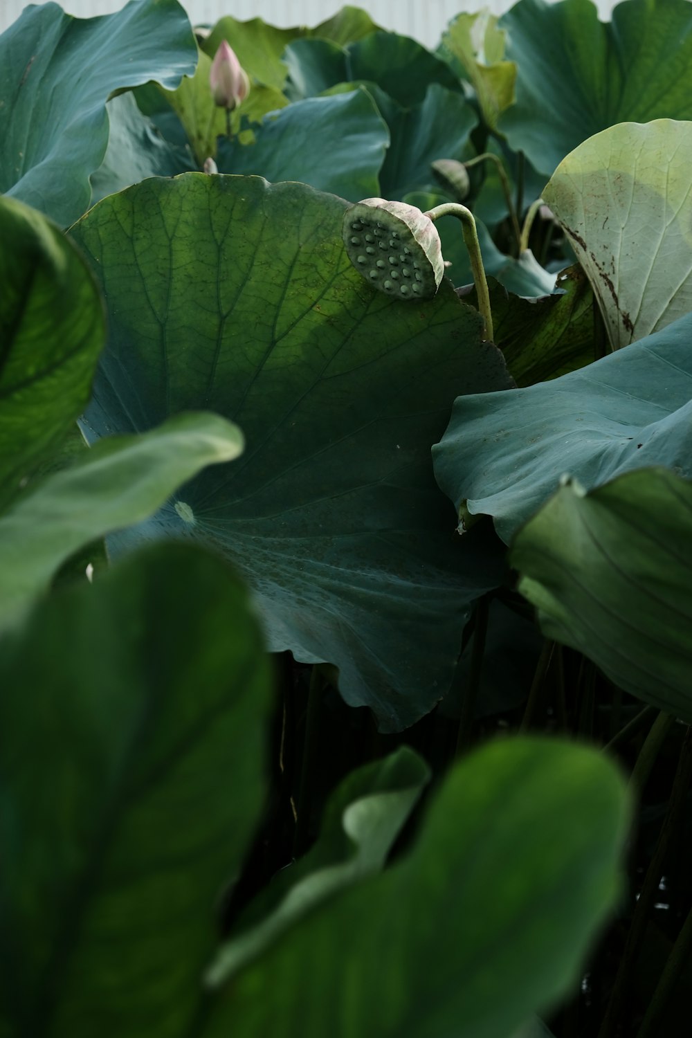 a close-up of a plant