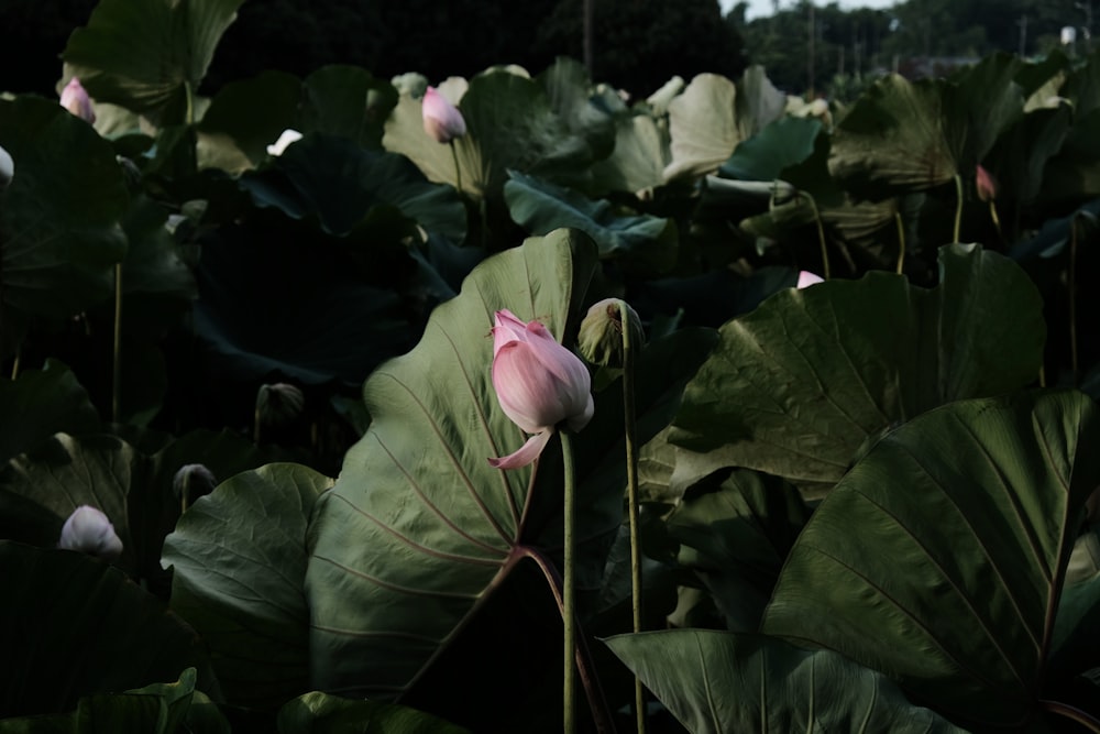 a flower in a bush