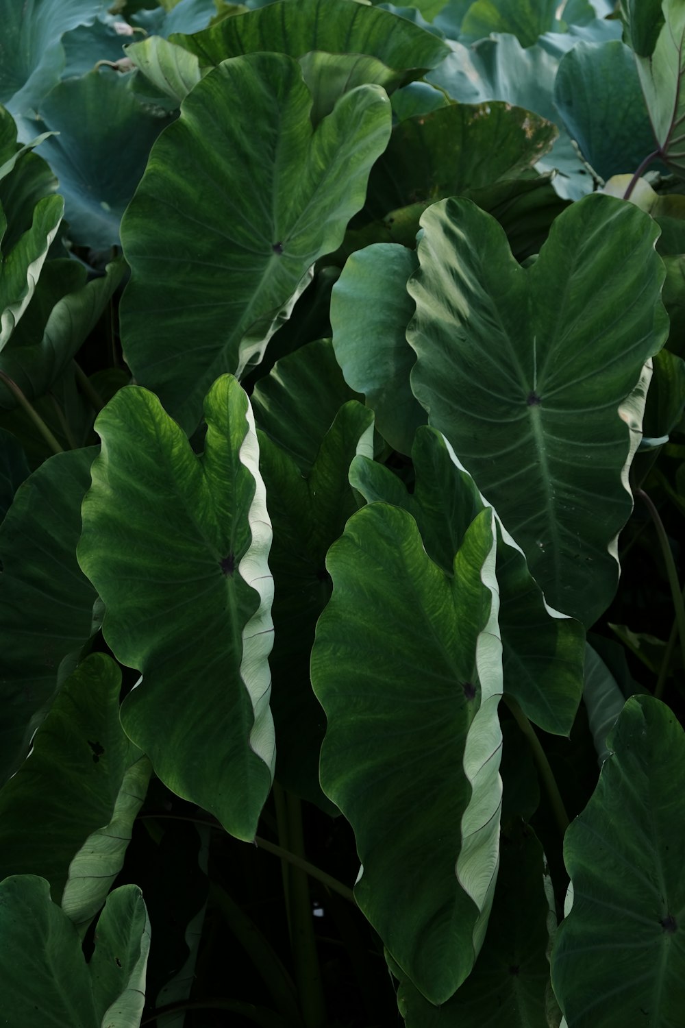 a group of green leaves