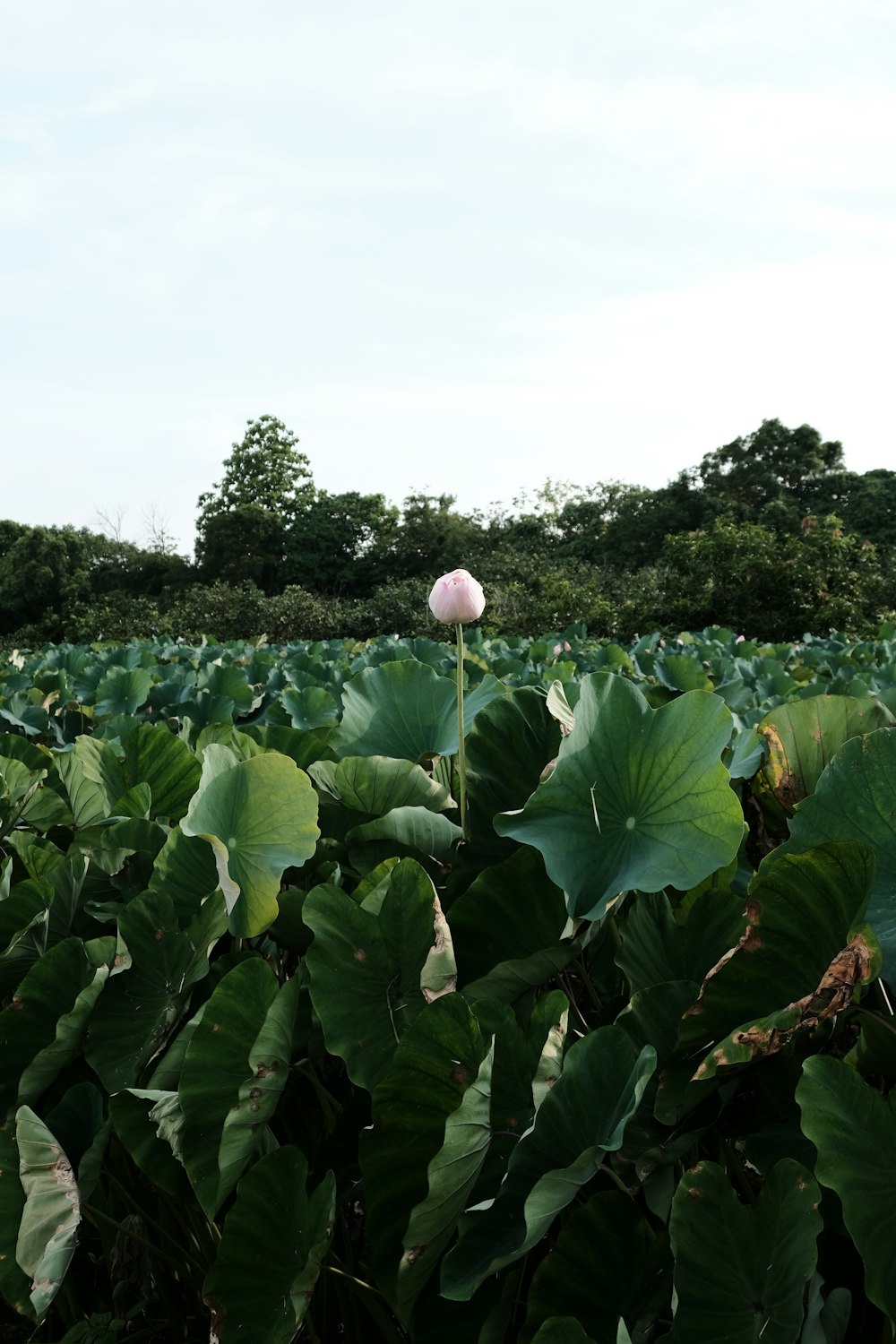 a flower growing in a field of plants