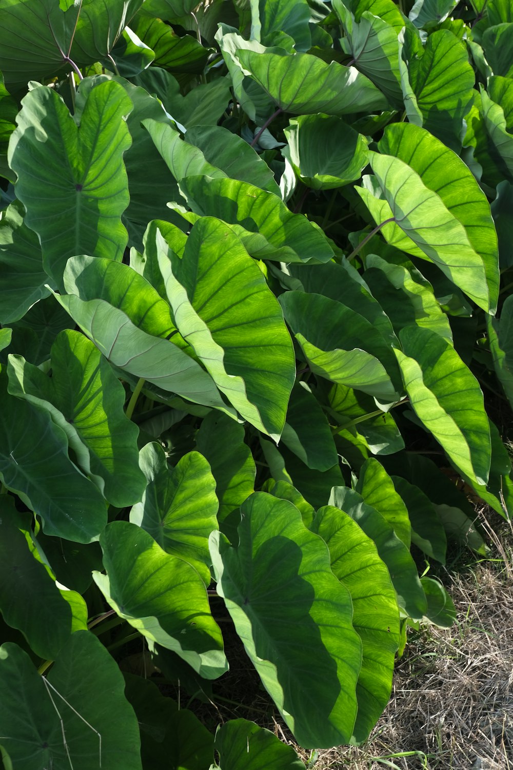 a group of green leaves