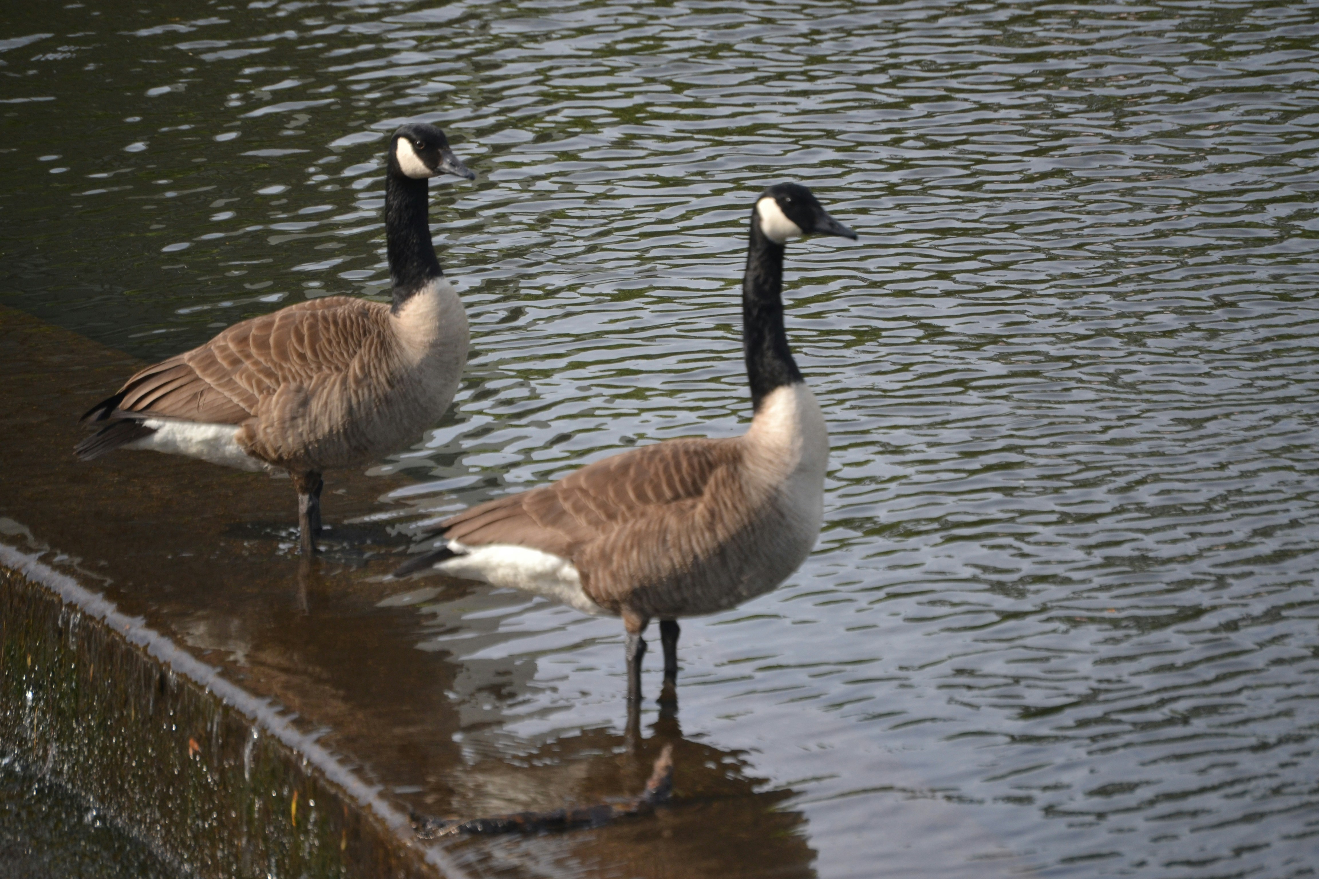 Photo by markagardphoto