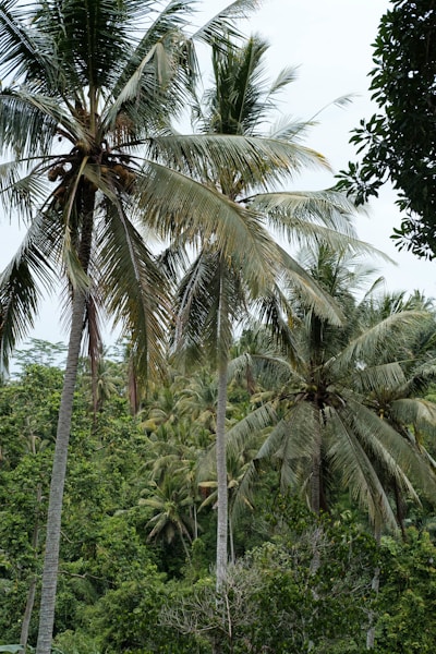 Kota Sagu: Biodiversitas dan Kearifan Lokal