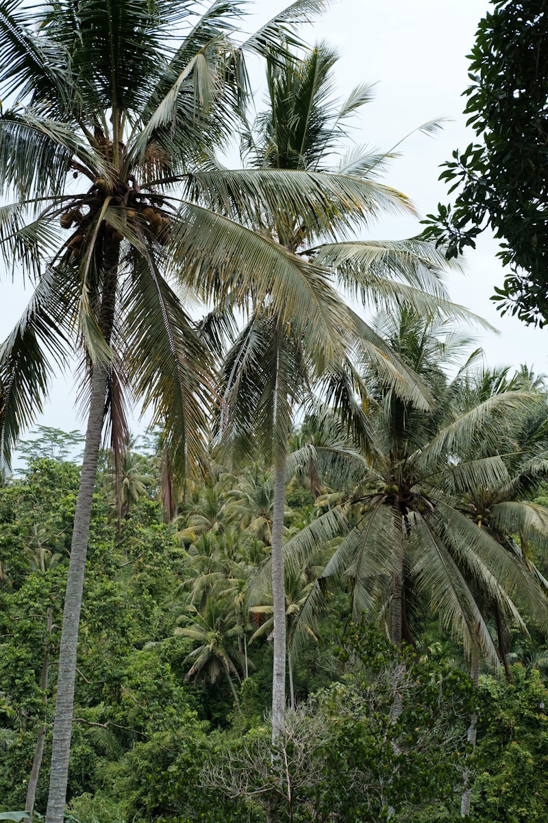 Hutan sagu di Kepulauan Meranti