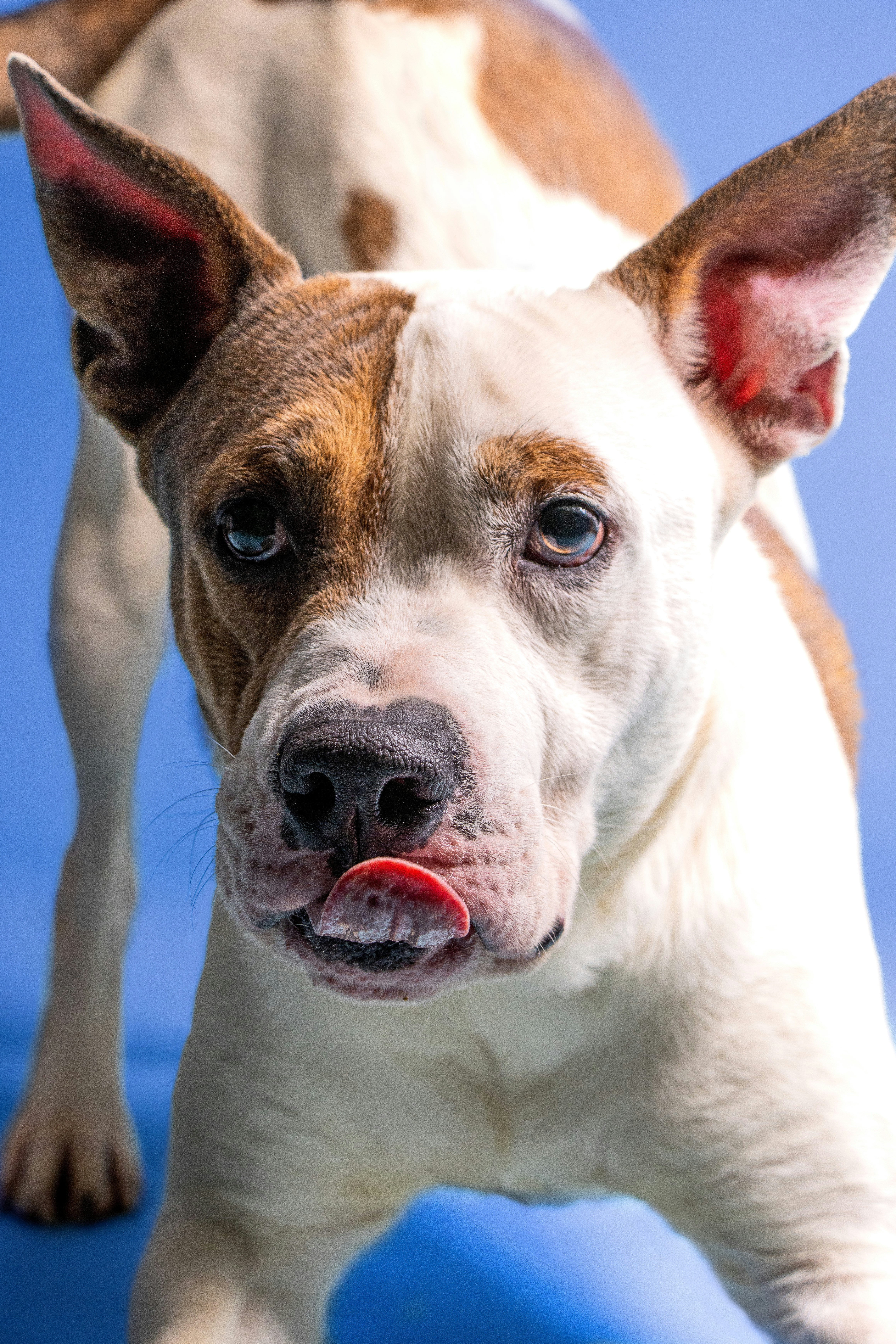 Doggo up for adoption through Lubbock animal shelter TX!