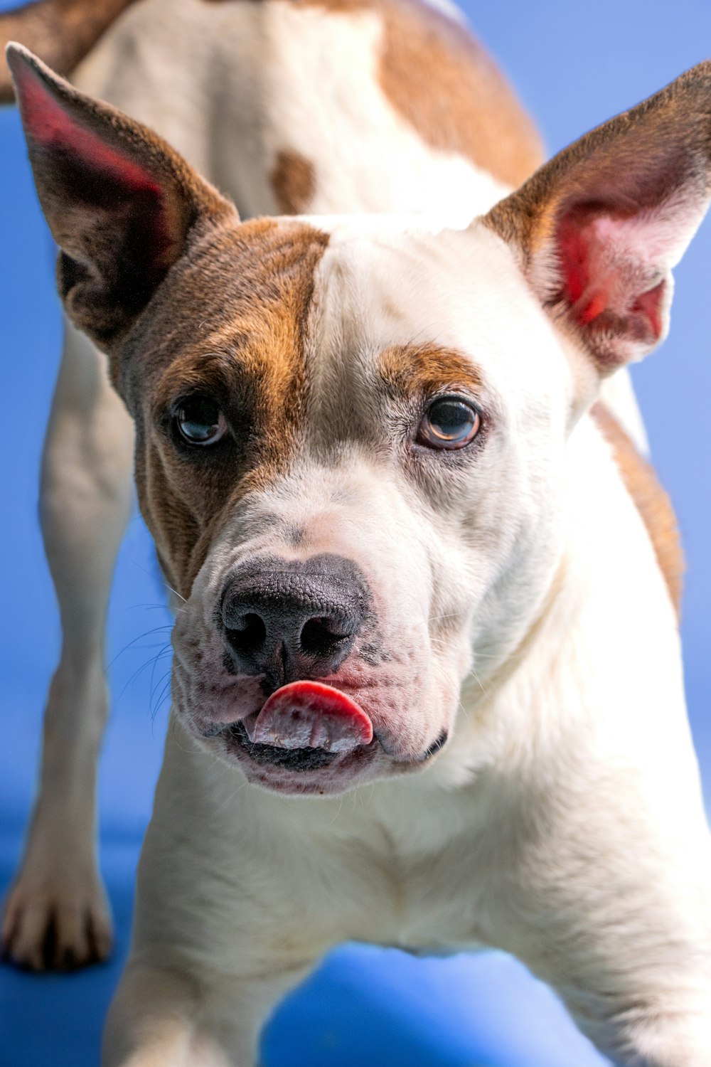 a dog with its tongue out