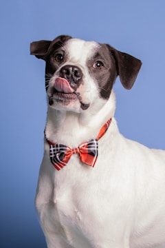 A playful snapshot of a puppy with a pink bow.