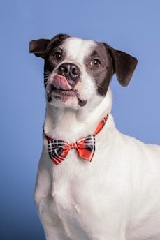 A playful dog with black and white fur is wearing an orange and black checkered bowtie. The dog is looking up, with its tongue slightly out, set against a plain blue background.