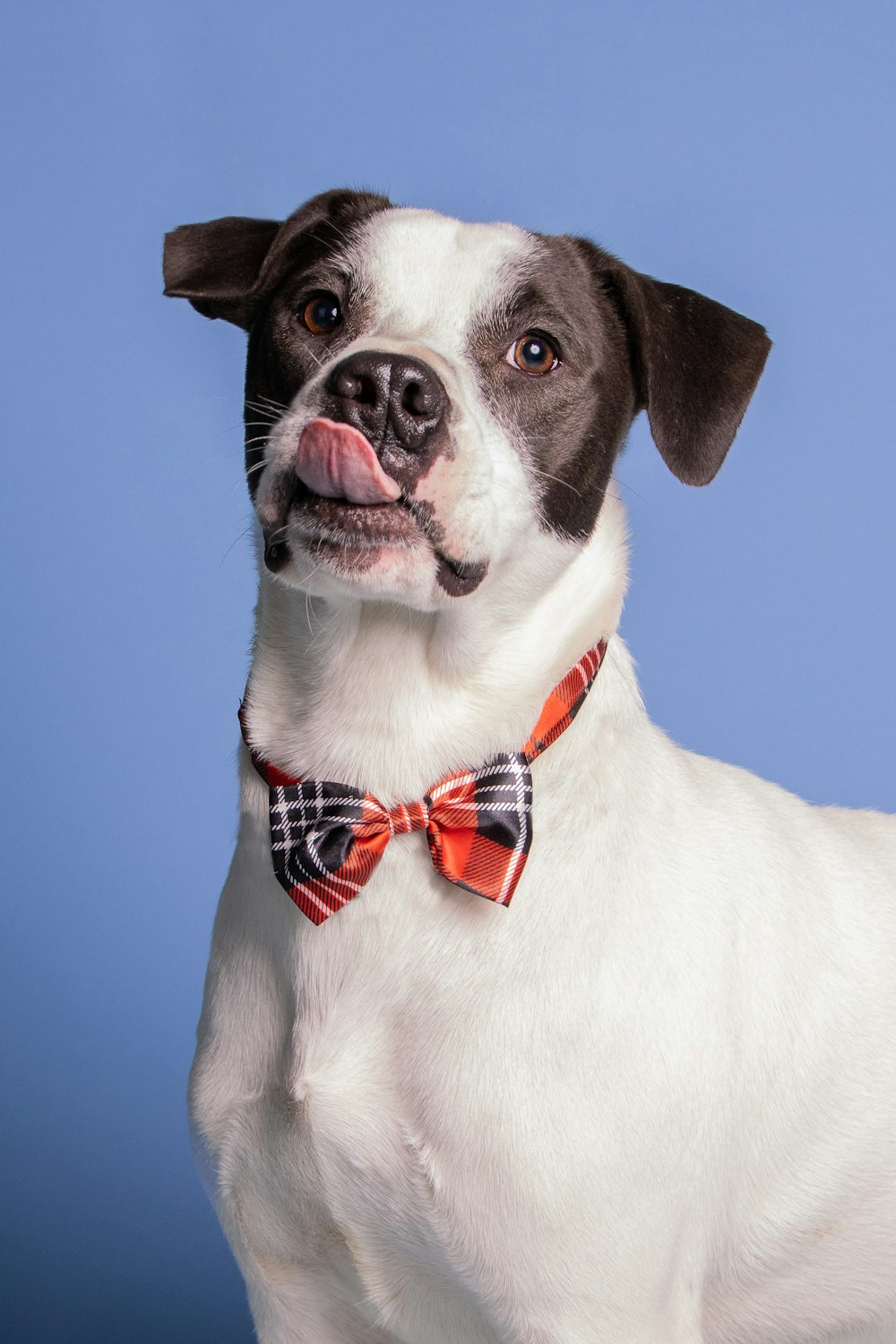 a dog with a bow tie