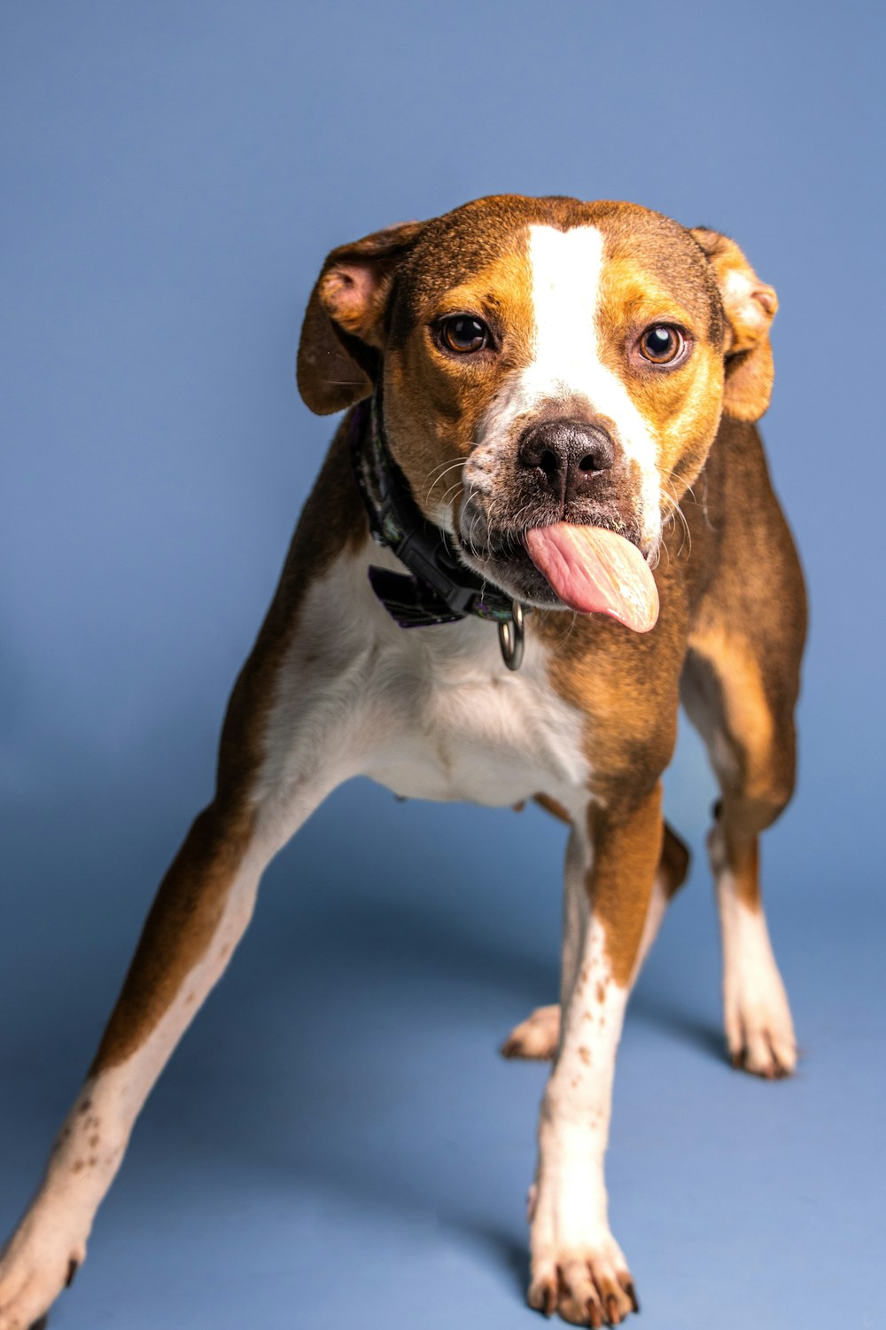 Ein Hund mit herausgestreckter Zunge