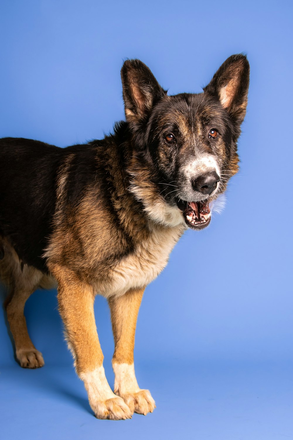 a dog with its mouth open