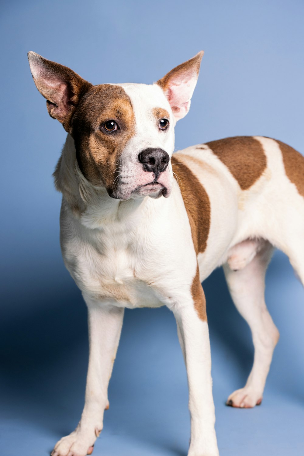 a dog standing on a blue background