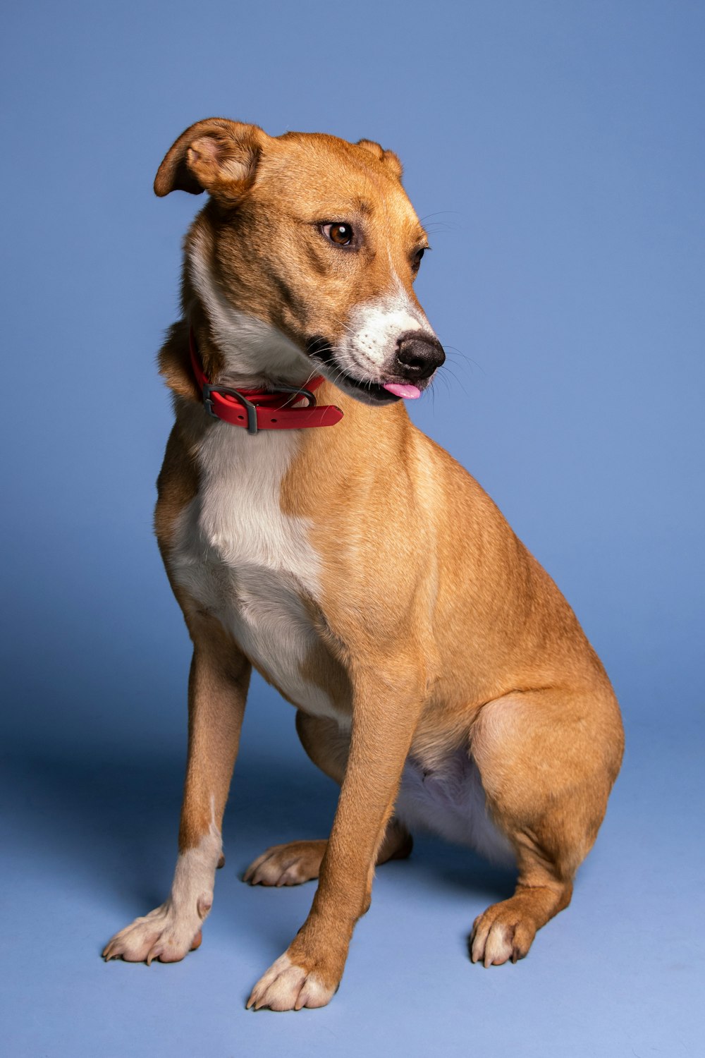 a dog sitting looking up