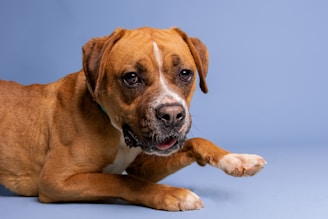 a dog lying on the ground