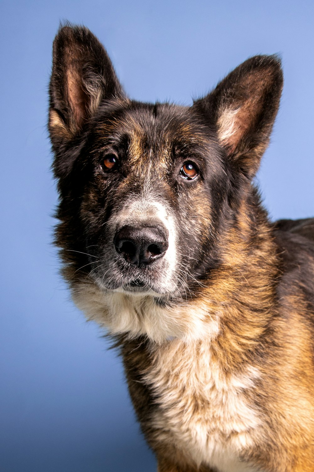 Un cane che guarda la telecamera