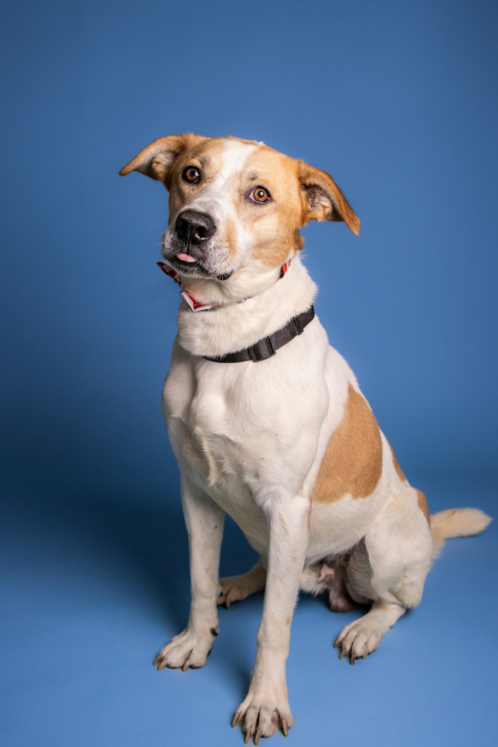 a dog sitting on a blue background