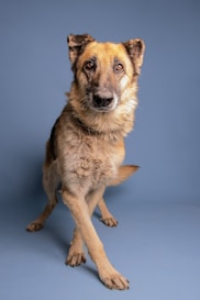 a dog sitting looking at the camera