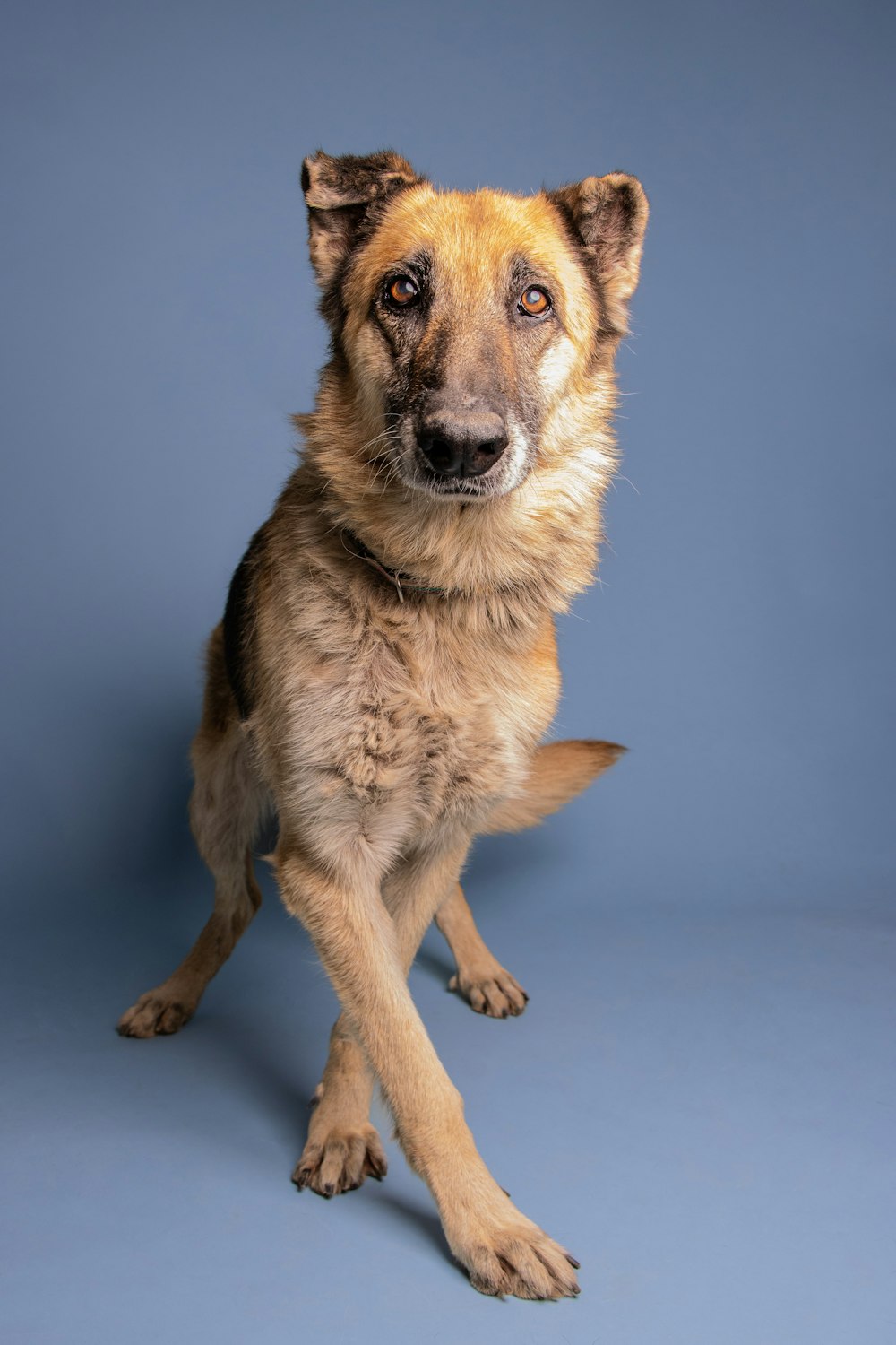 a dog sitting looking at the camera