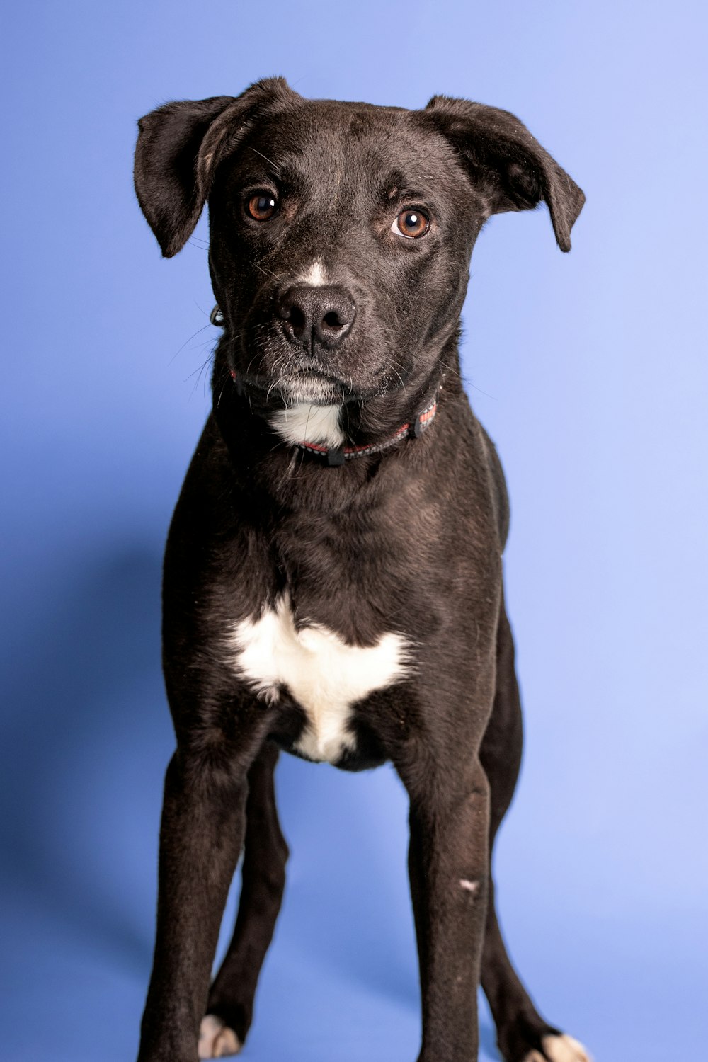 um cão preto e branco