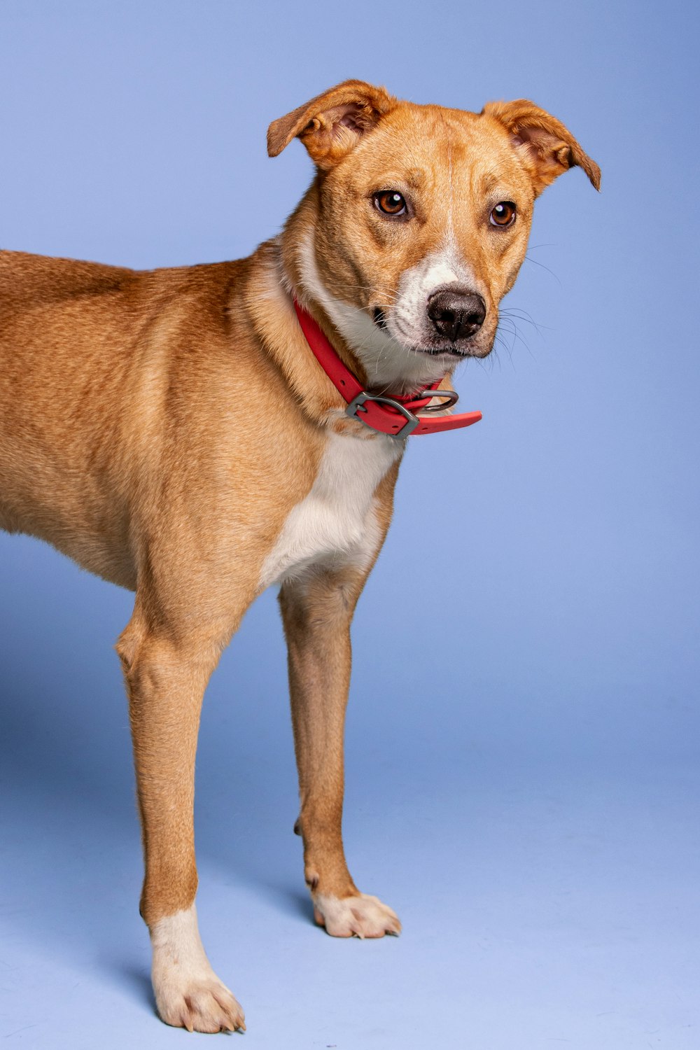 a dog standing on a white surface