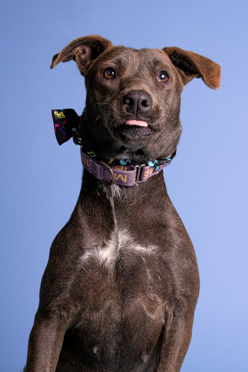 a dog with a butterfly on its collar