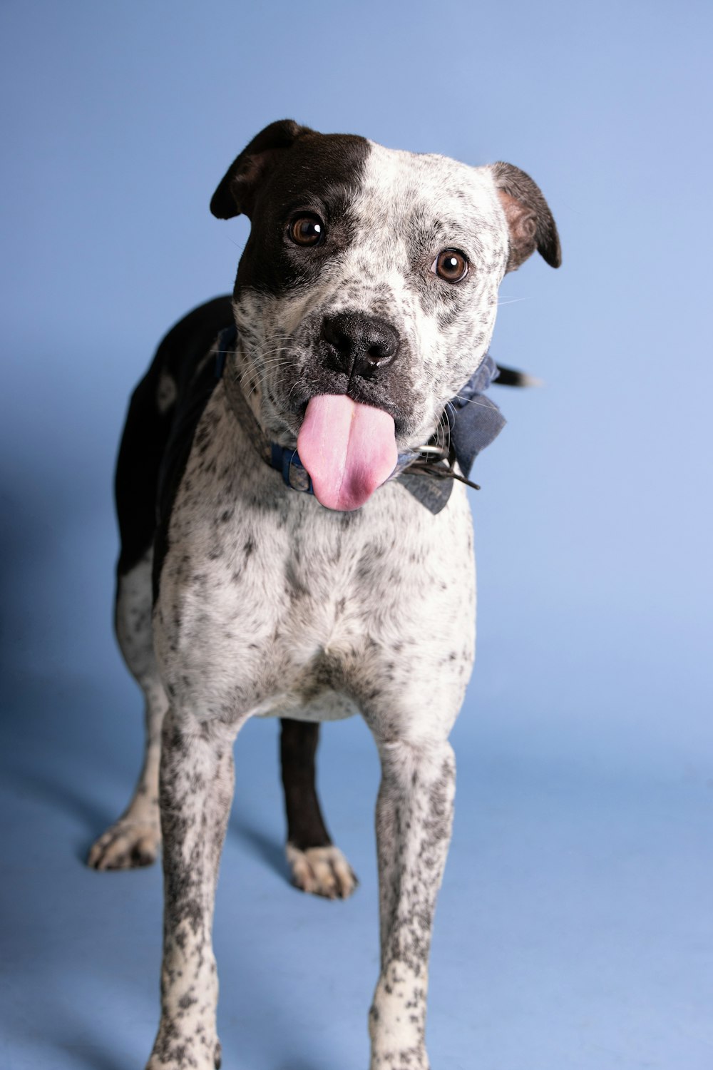 a dog with its tongue out