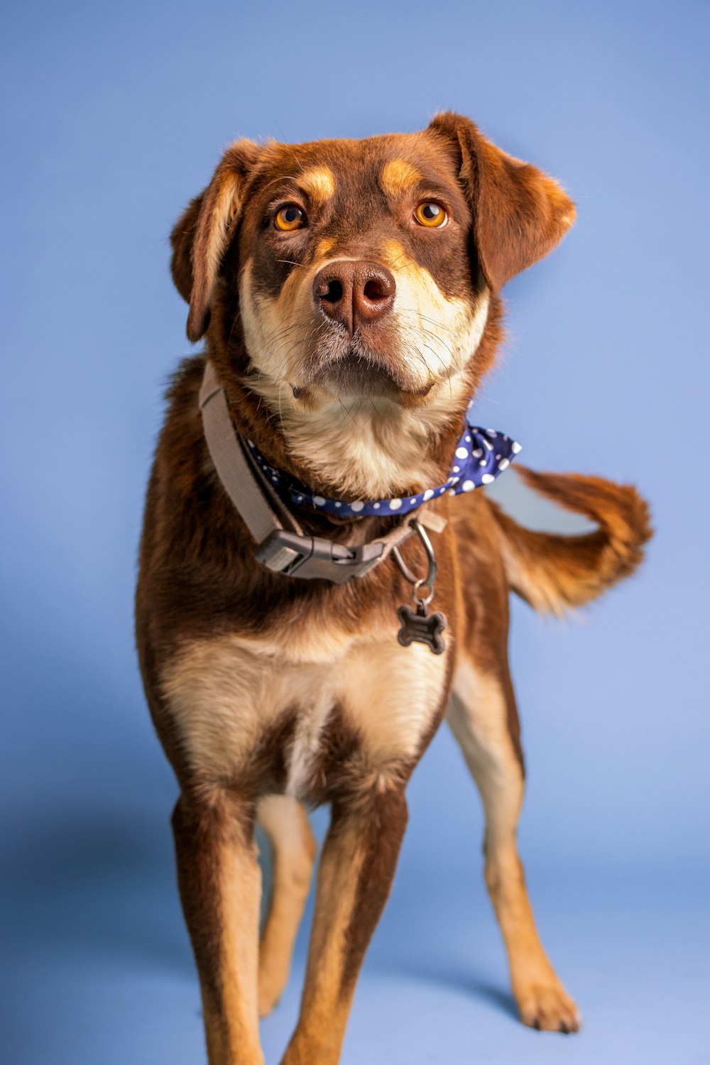 a dog with a blue collar