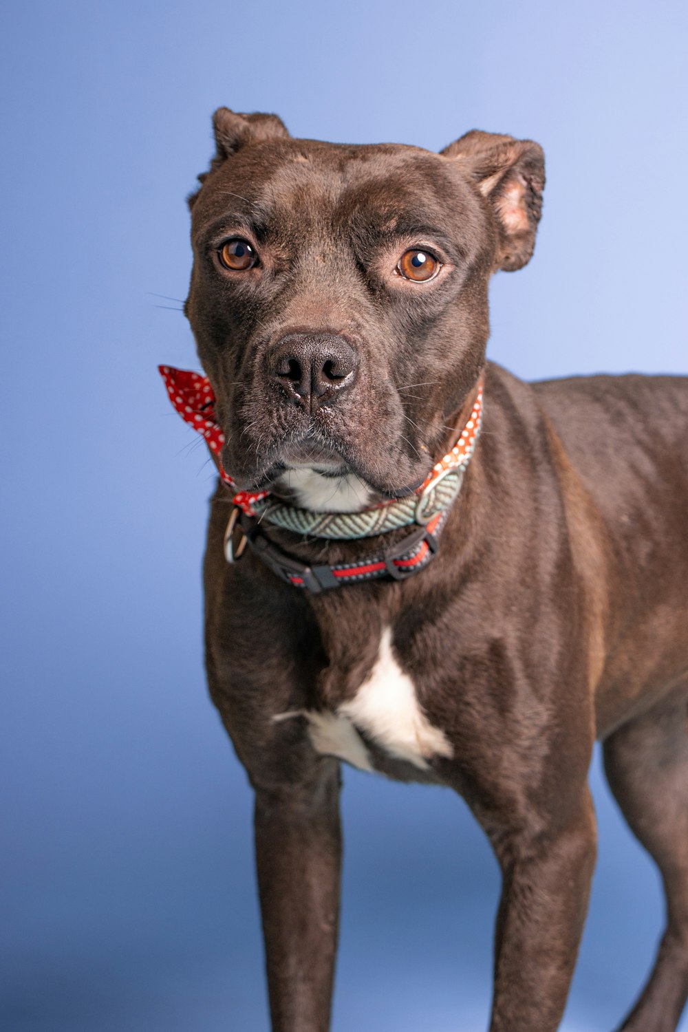 a dog with a red collar