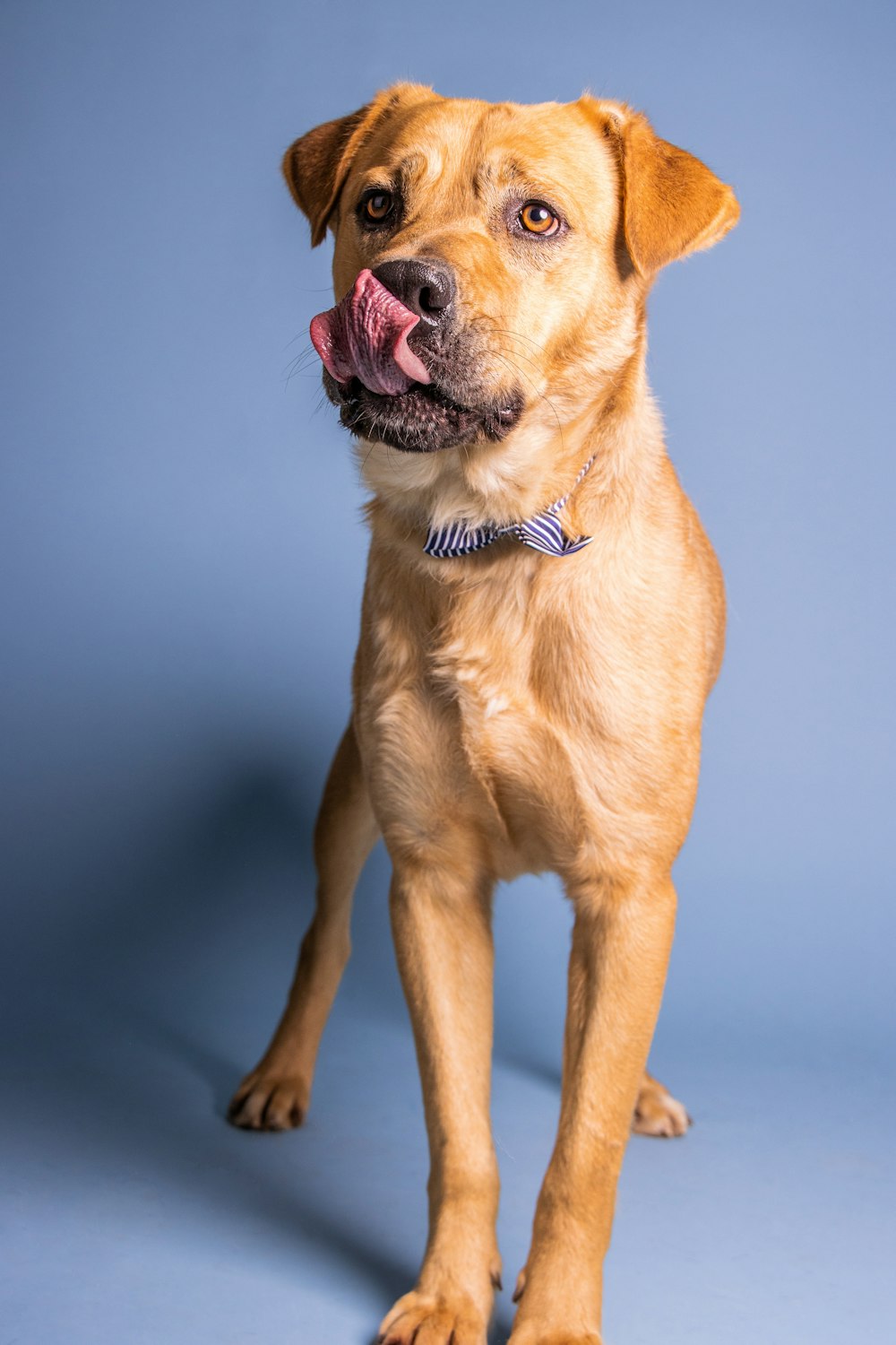 a dog with its tongue out