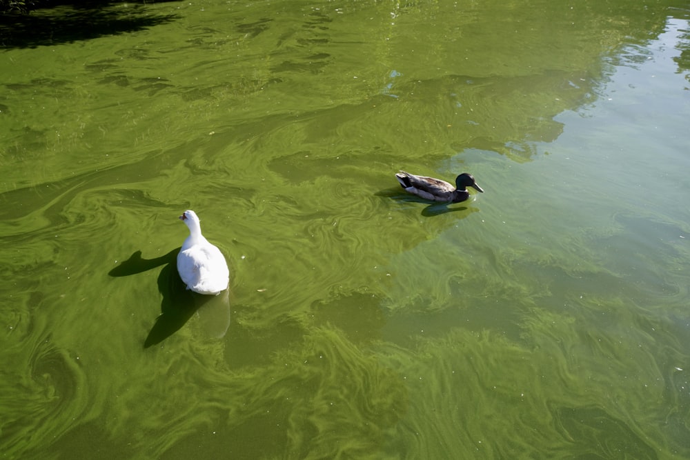 a couple of ducks swimming in a pond
