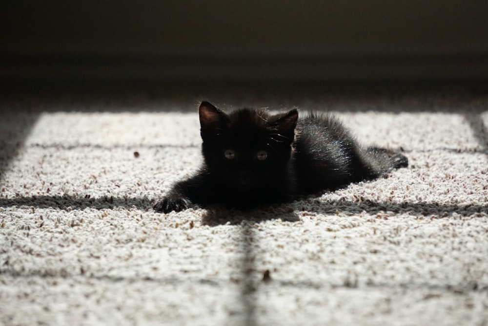 a cat lying on the ground