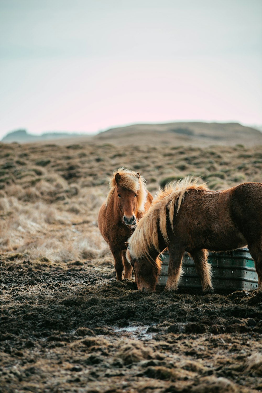 horses standing in a field