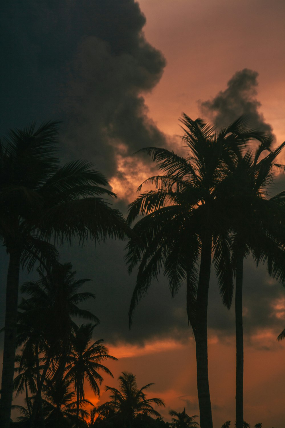 a group of palm trees