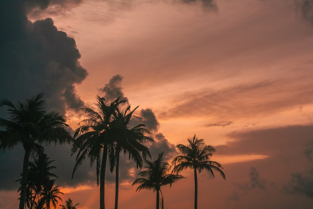 a group of palm trees