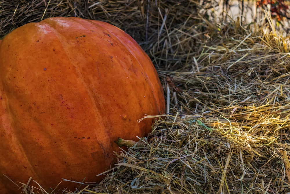 a round orange object on grass